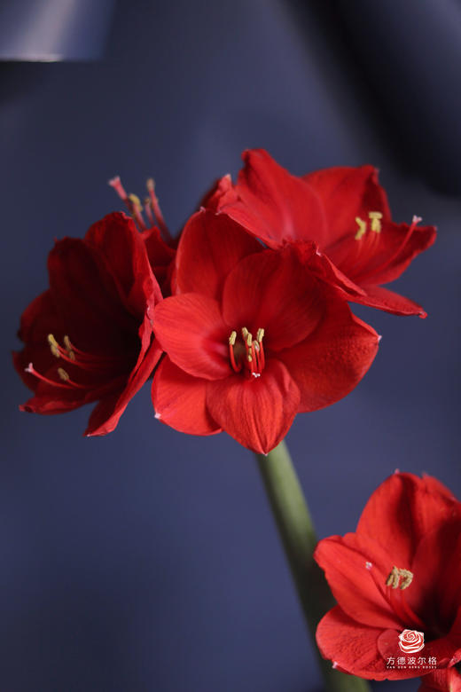 【切枝朱顶红】红狮  红色  2枝 商品图0