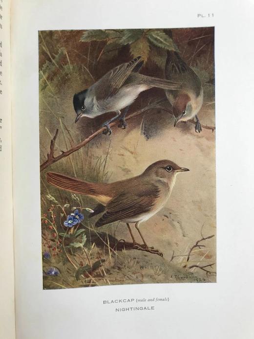 1925年 索伯恩《英国鸟类图鉴》（全4卷） 192幅彩色插图 真皮精装大32开 商品图12