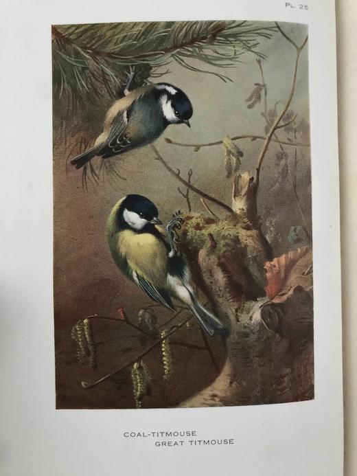 1925年 索伯恩《英国鸟类图鉴》（全4卷） 192幅彩色插图 真皮精装大32开 商品图2