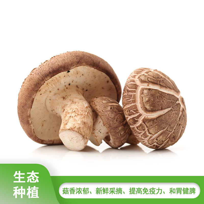 鲜嫩鲜香菇300g