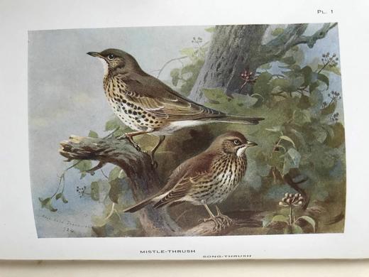 1925年 索伯恩《英国鸟类图鉴》（全4卷） 192幅彩色插图 真皮精装大32开 商品图6