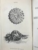 工坊特装本！1872年 休闲科学手册 7页版画插图 全真皮精装36开 商品缩略图3