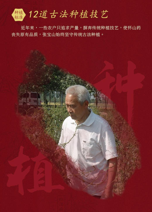 【每天不到2块钱 养出好肠-wei张宝山古法怀山药粉丨 w添加 单独包装 方便携带 代餐 适合全家享用的山药粉 商品图3