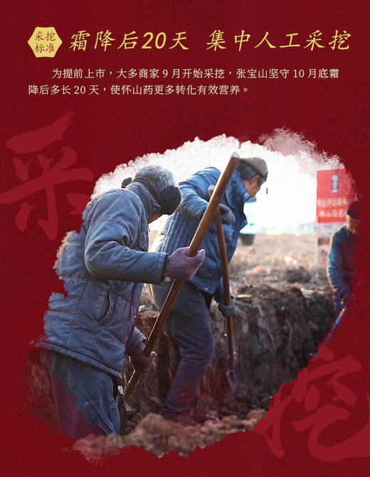 【每天不到2块钱 养出好肠-wei张宝山古法怀山药粉丨 w添加 单独包装 方便携带 代餐 适合全家享用的山药粉 商品图5