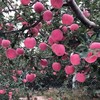 不急不躁的有机苹果 让阳光和雨露决定甜蜜的时刻 山西吉县乐之然有机苹果基地 商品缩略图5