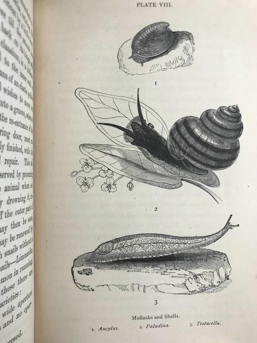 工坊特装本！1872年 休闲科学手册 7页版画插图 全真皮精装36开 商品图11