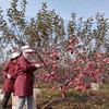 不急不躁的有机苹果 让阳光和雨露决定甜蜜的时刻 山西吉县乐之然有机苹果基地 商品缩略图12