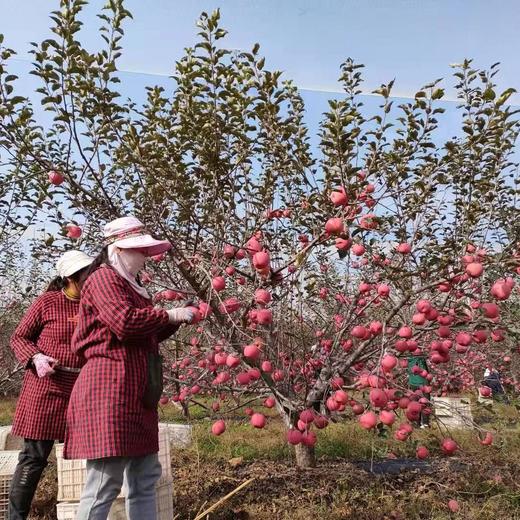 不急不躁的有机苹果 让阳光和雨露决定甜蜜的时刻 山西吉县乐之然有机苹果基地 商品图12