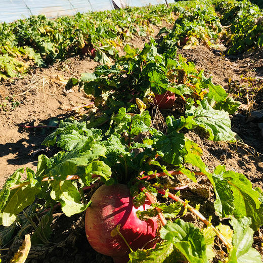 生态大红袍萝卜（卞萝卜） | 脆甜微辣 | 石嫣农场 * Dahongpao Red Turnip | Self-Produced 商品图3