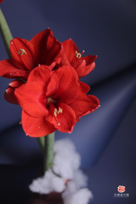 【切枝朱顶红】红狮  红色  2枝 商品图1