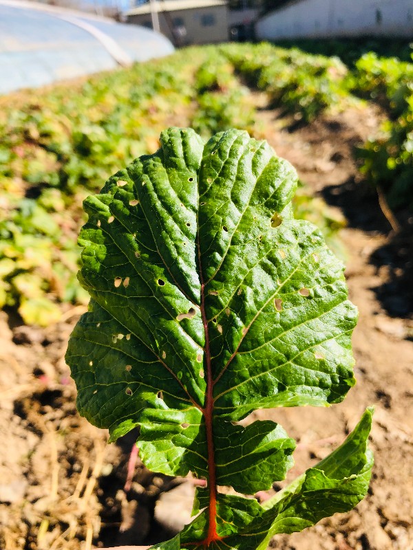 1635336224419660.jpg 6.jpg