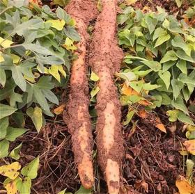 头茬，头茬，头茬！这样鲜美的垆土地铁棍山药您吃过吗？