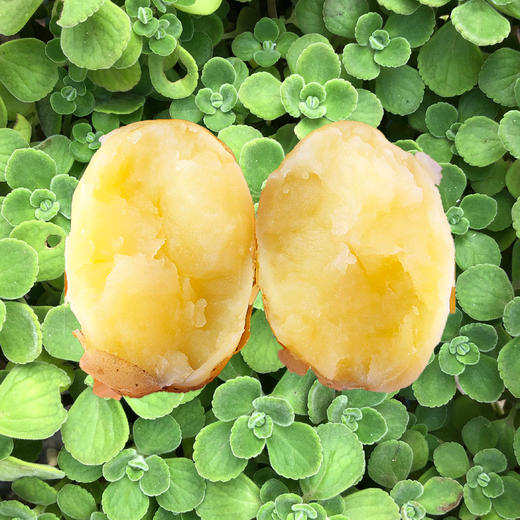 生态土豆 | 细嫩稠滑 | 合作生产 * Ecological Potato 商品图3