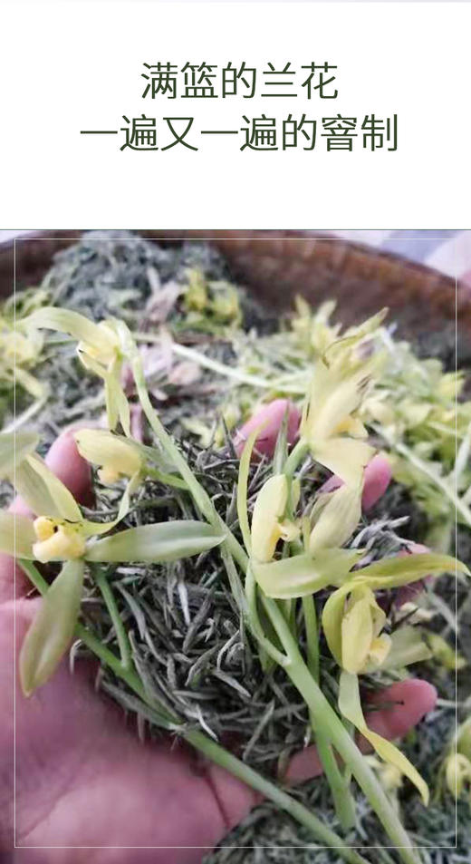 兰花甘露50克 全兰草花窨制 拒绝香精 商品图4