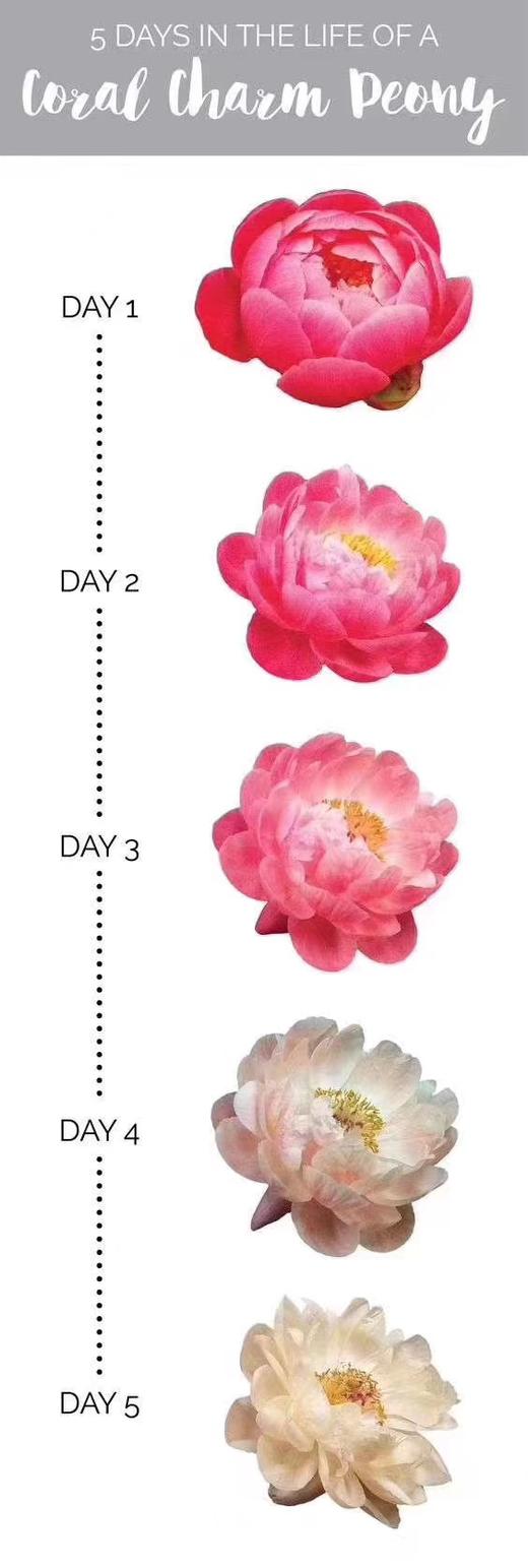 【俘获人心】芍药-落日珊瑚（西瓜红) 5枝（渐变色） 商品图9