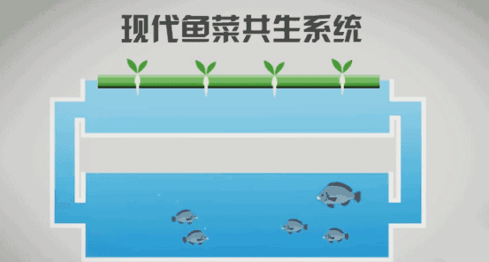 小朋友和家长亲自体验"鱼菜共生"系统运行模式鹤丰小农场大面积的甘蔗
