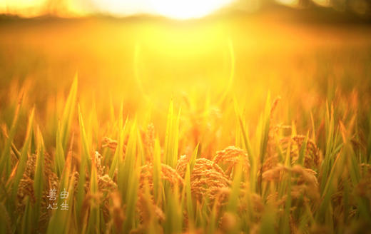 生态胚芽米 商品图4