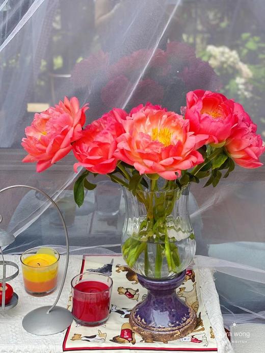 【俘获人心】芍药-落日珊瑚（西瓜红) 5枝（渐变色） 商品图5