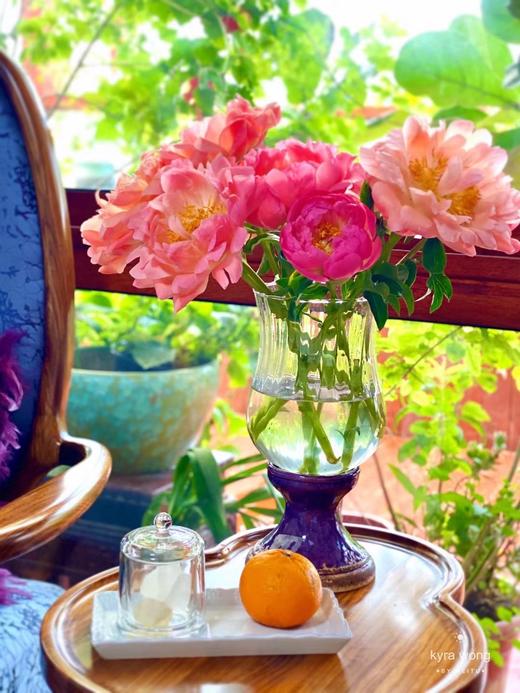 【俘获人心】芍药-落日珊瑚（西瓜红) 5枝（渐变色） 商品图0