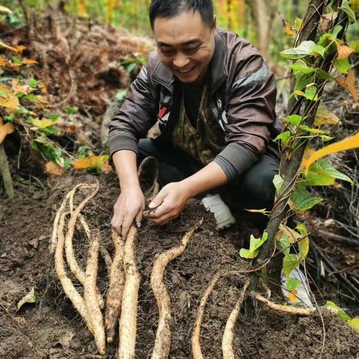 丨有机丨  高山糯山药 山药豆  来自“大熊猫”故乡雅安 ，海拔2000米高山 商品图1