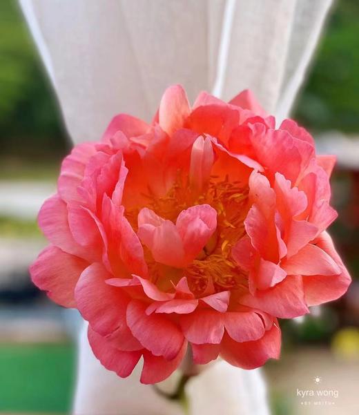 【俘获人心】芍药-落日珊瑚（西瓜红) 5枝（渐变色） 商品图4