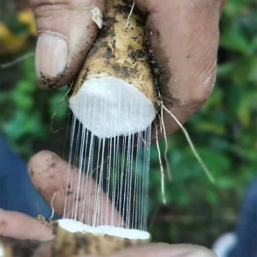 丨有机丨  高山糯山药 山药豆  来自“大熊猫”故乡雅安 ，海拔2000米高山 商品图0