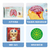 【丹妈读童书】乐乐趣趣味科普立体书-《人体》 商品缩略图5