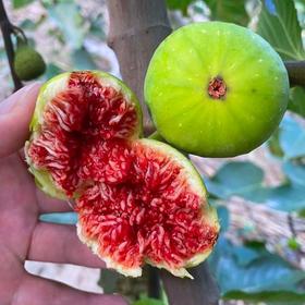 感恩回馈 您充我就赠！！