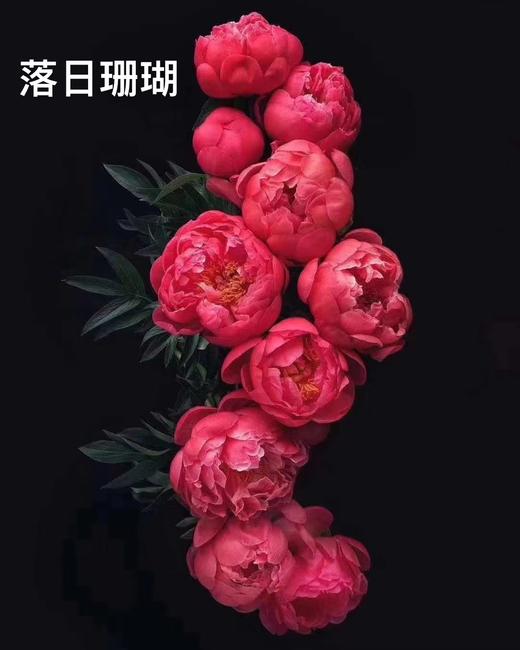 【俘获人心】芍药-落日珊瑚（西瓜红) 5枝（渐变色） 商品图7