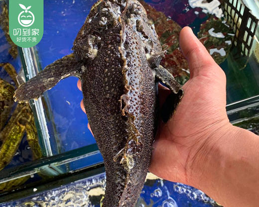 活杀野生虎鱼（杀完225g±25g/份 2条） 商品图4