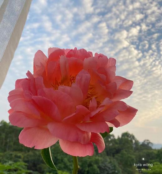 【俘获人心】芍药-落日珊瑚（西瓜红) 5枝（渐变色） 商品图3