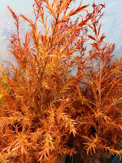 【千层金】 橙色  若干枝/扎 商品图6