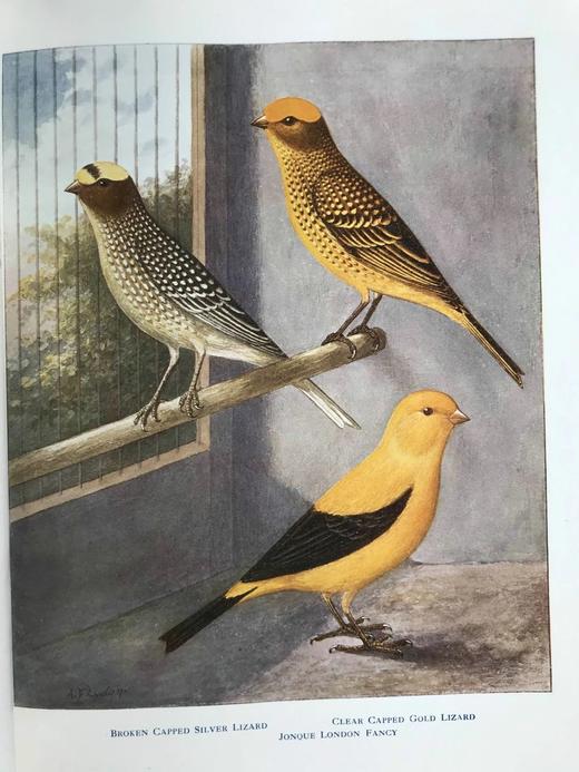 1911年 金丝雀，杂交鸟与英国笼鸟图集 26幅彩色与数百幅黑白插图 精装16开 商品图10