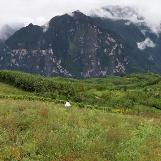 【有机认证】大山里有机鲜山药野生品种 生态种植 5斤装（逢一、三、五现挖新鲜发货） 商品图12