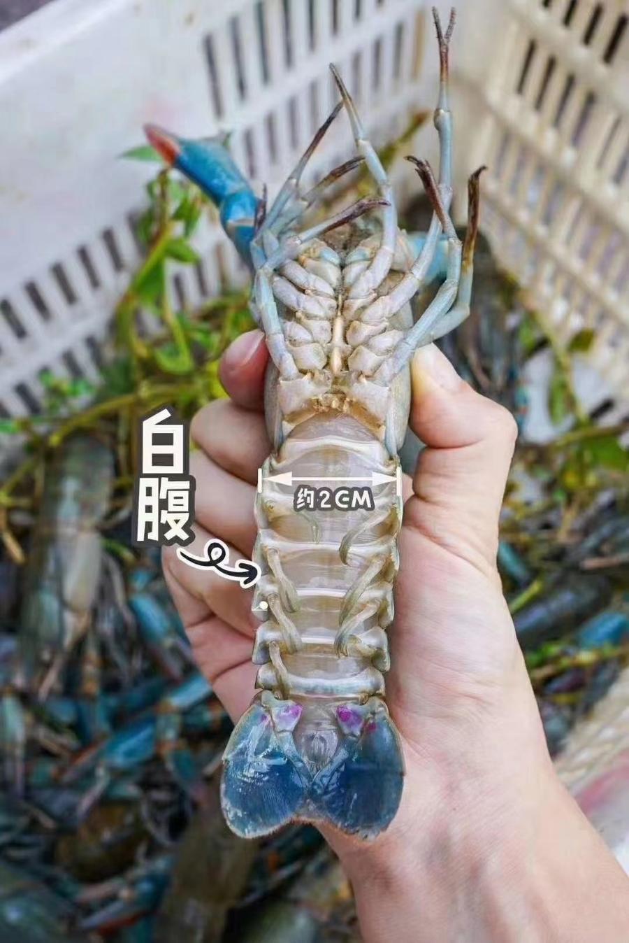 【秒杀最后一波】超大澳洲淡水蓝龙虾 (15~2两/只)