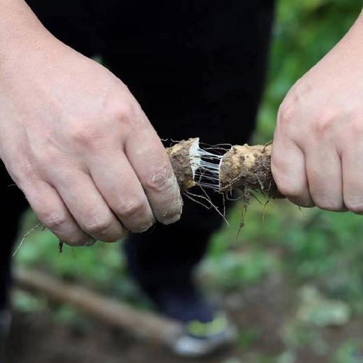 【有机认证】大山里有机鲜山药野生品种 生态种植 5斤装（逢一、三、五现挖新鲜发货） 商品图2