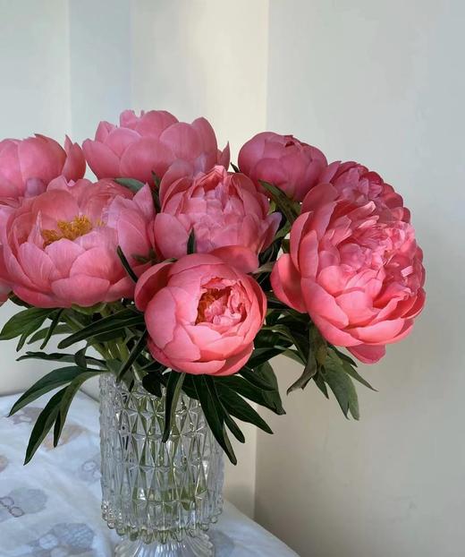 【俘获人心】芍药-落日珊瑚（西瓜红) 5枝（渐变色） 商品图6