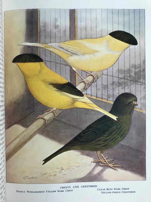 1911年 金丝雀，杂交鸟与英国笼鸟图集 26幅彩色与数百幅黑白插图 精装16开 商品图7