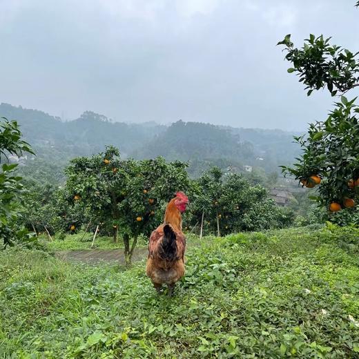 【有机认证】有机爱媛老树红美人果冻橙 入口化渣 果冻样细腻 商品图13