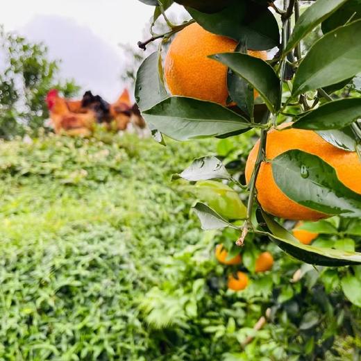 【有机认证】有机爱媛老树红美人果冻橙 入口化渣 果冻样细腻 商品图9