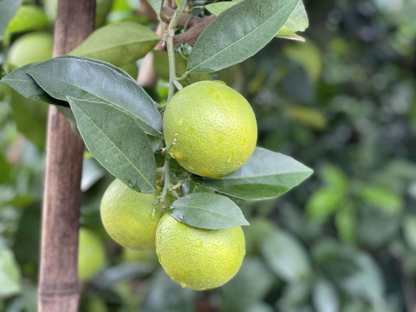 阳光青橙】冰糖橙