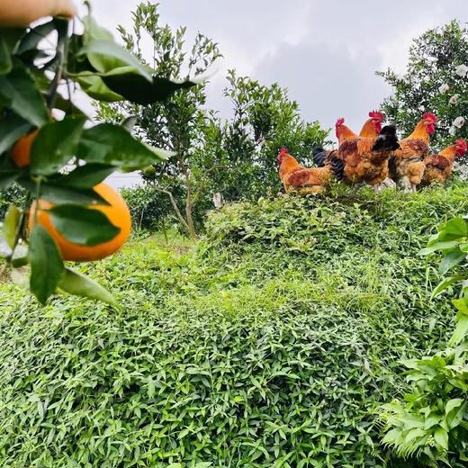 【有机认证】有机爱媛老树红美人果冻橙 入口化渣 果冻样细腻 商品图14