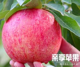 山西羊奶苹果10斤装 皮薄肉脆，鲜嫩化渣