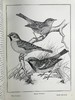 1911年 金丝雀，杂交鸟与英国笼鸟图集 26幅彩色与数百幅黑白插图 精装16开 商品缩略图13