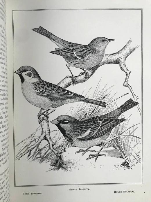 1911年 金丝雀，杂交鸟与英国笼鸟图集 26幅彩色与数百幅黑白插图 精装16开 商品图13