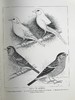 1911年 金丝雀，杂交鸟与英国笼鸟图集 26幅彩色与数百幅黑白插图 精装16开 商品缩略图14
