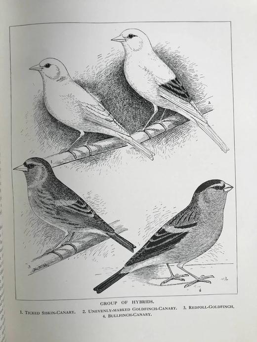 1911年 金丝雀，杂交鸟与英国笼鸟图集 26幅彩色与数百幅黑白插图 精装16开 商品图14