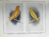1911年 金丝雀，杂交鸟与英国笼鸟图集 26幅彩色与数百幅黑白插图 精装16开 商品缩略图9