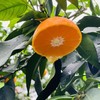 【有机认证】有机爱媛老树红美人果冻橙 入口化渣 果冻样细腻 商品缩略图7