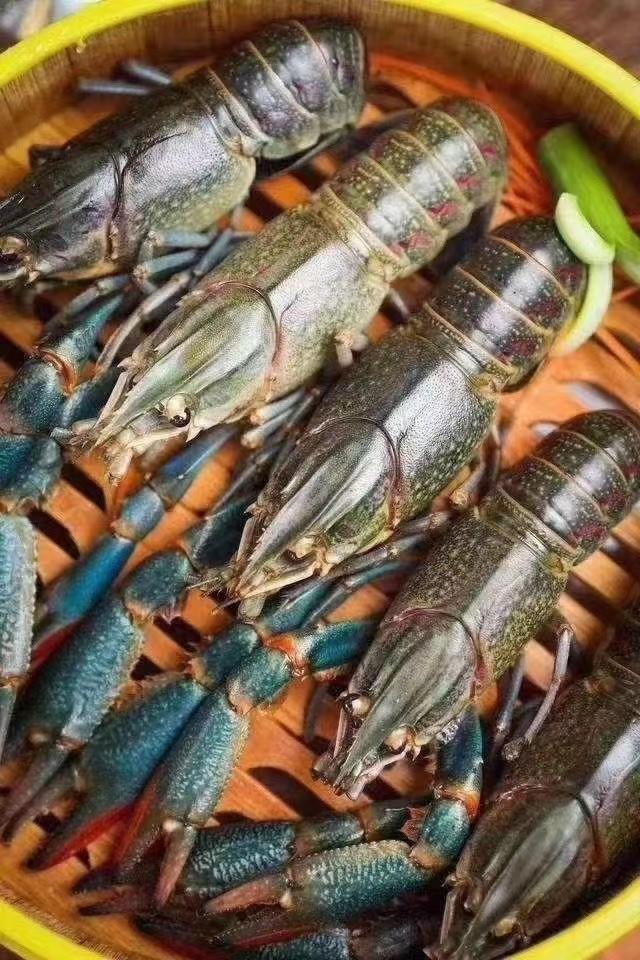 【秒杀最后一波】超大澳洲淡水蓝龙虾 (15~2两/只)